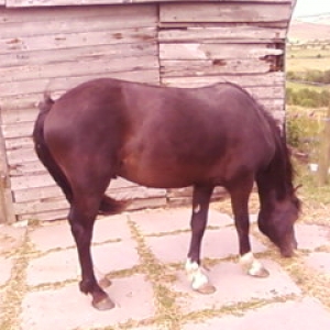 Bailey 5/10/2010