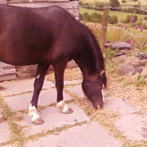Nibbling grass