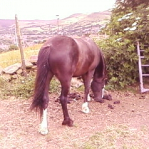 Dirty pony (roll eyes!)