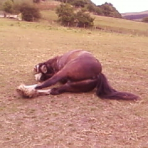 Having a roll