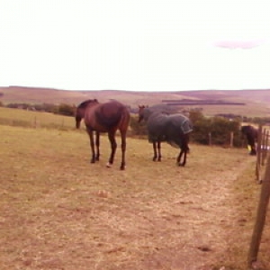 His field mates