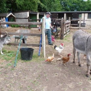 A couple of the new hens mingling with the other animals.