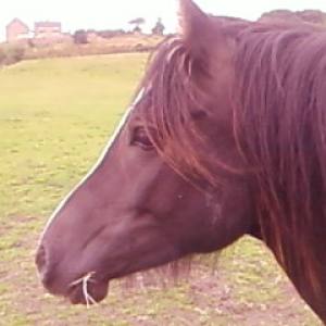 Profile 1/8