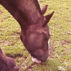 munching 2