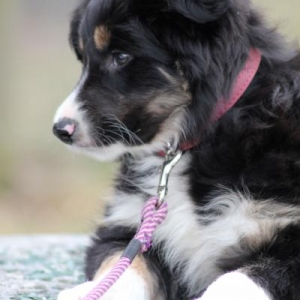 j30THjULY2010puppy 055