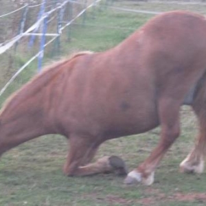 How to beat the starvation paddock!