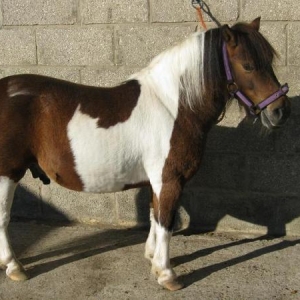 All spruced up and nowhere to go !