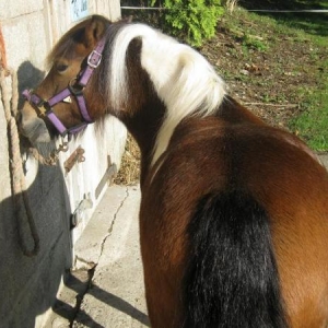 Had enough now Mum, can I go to the field!