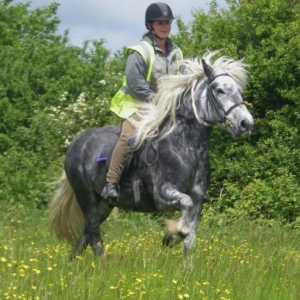 Lunan (grey fell pony gelding)