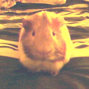 Biscuit, what a poser LOL!
