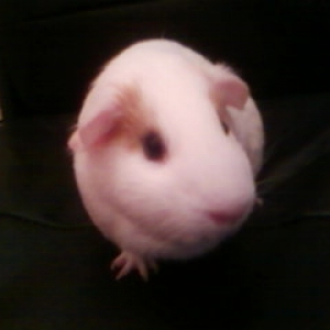 Poser 2