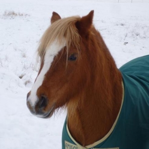 Charlie in the snow today