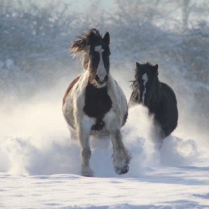 In a flurry