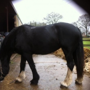 hettie