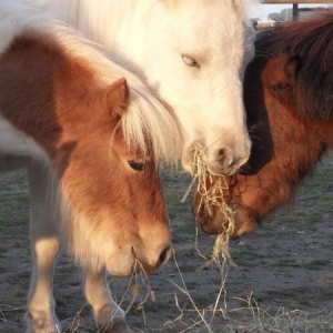 Twister, Bailey and Truffle