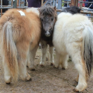 Foals at Henley in Arden auction on saturday