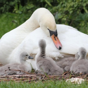 Sprite with her new babies.