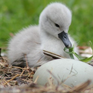 One more to hatch