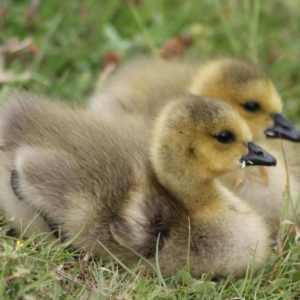 Gorgeous goslings