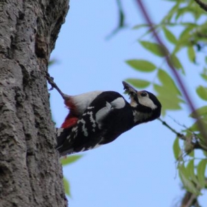 So much going on at Thistledown, the woodpeckers are busy feeding their young, jackdaws have babies in a hole on the other side of this old ash tree, Buzzards are in the next door oak, swallows in the stable. Canada geese have two little ones and the swans have hatched four with one egg left. I love May : )