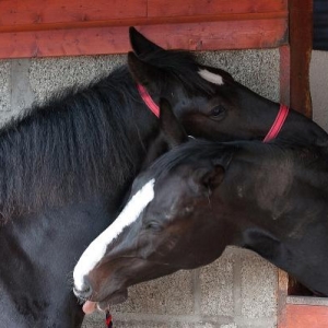 Snuggling with his next door neighbour/girlfriend lol :-)