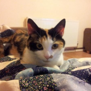 This is the little kitten we found sleeping rough in our field and now lives with me.. She is now considerably bigger than when I took this photo.