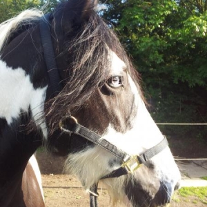 May Summer 2011

She doesn't normally have yellow lips, she had just finished dinner with Skratch in, which, unlike most horses she loves and licks the bowl clean covering herself in the process!