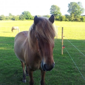 One of our Icelandic field friends..