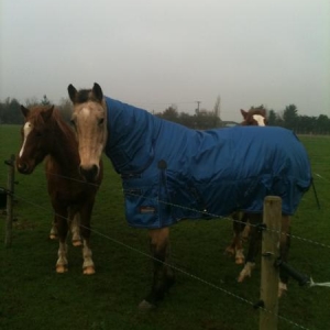 Faye's,posh new rug