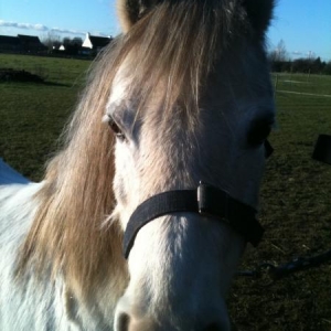 Darcy dec 2011