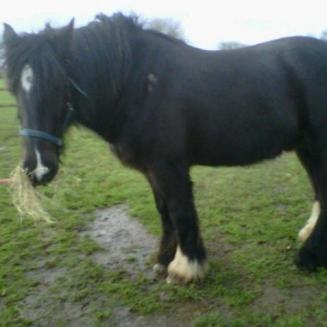 Bentley having his hay and check up - weight tape, rug removal, poof up etc