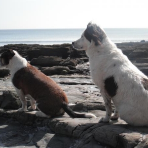I see not ships!!  Dotti and Toby on holiday in Wales