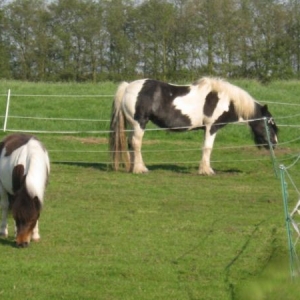 Tess & Acorn