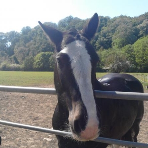 Shadow 26-05-12