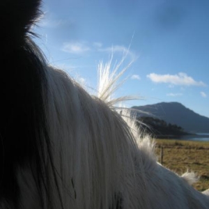 Media 'Marble' in album 'ponies'