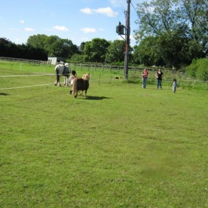 Ponies