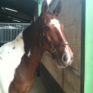 mable looking after hogged