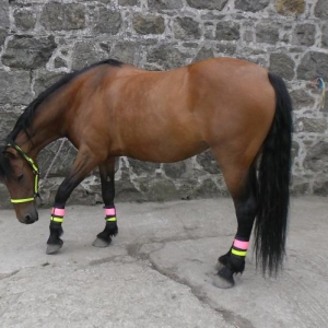 Luca trying on her hi vis headcollar and leg bands