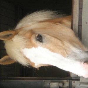 hebe head in stable croppoed