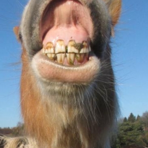 hebelaugh
