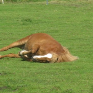 Charlie -  a quick itch