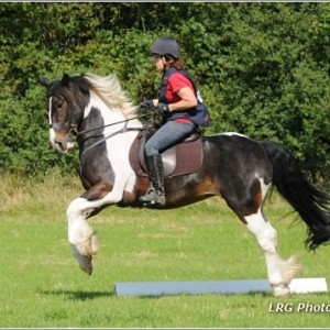 Excited canter transition in obedience test