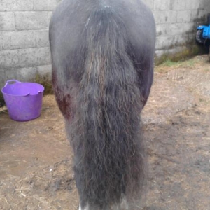Lush tail :)
