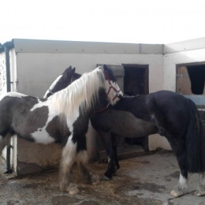 Shadow and friends :)