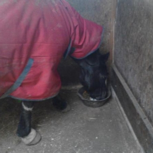 Poorly Shadow :( at least he's eating though