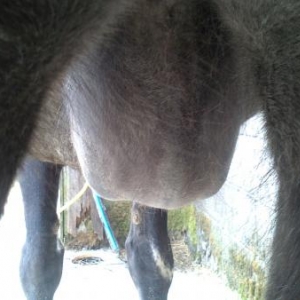 Sheath 019