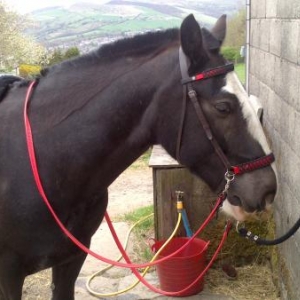 Scawbrig bridle on Shadow