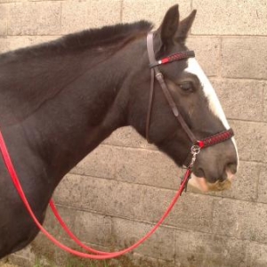 Scawbrig bridle on Shadow 3
