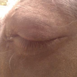 Ulcer - Shadow won't open eye as it's so painful