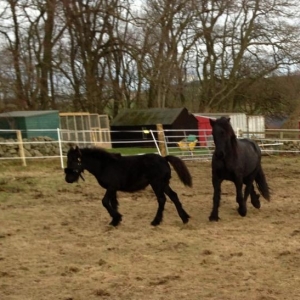 Magic and Rainbow first meeting. There was a lot if cantering and bucking lol